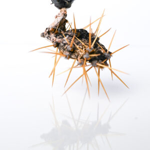 PetraJung_ot_HirschkaeferKaktus_8x12x6cm_2025 PetraJung_ot_HirschkaeferKaktus_8x12x6cm_2025